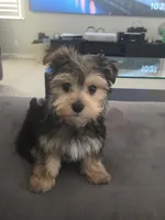 Rex, a male Morkie for sale in Coral Springs, FL – Photo 4 of 5