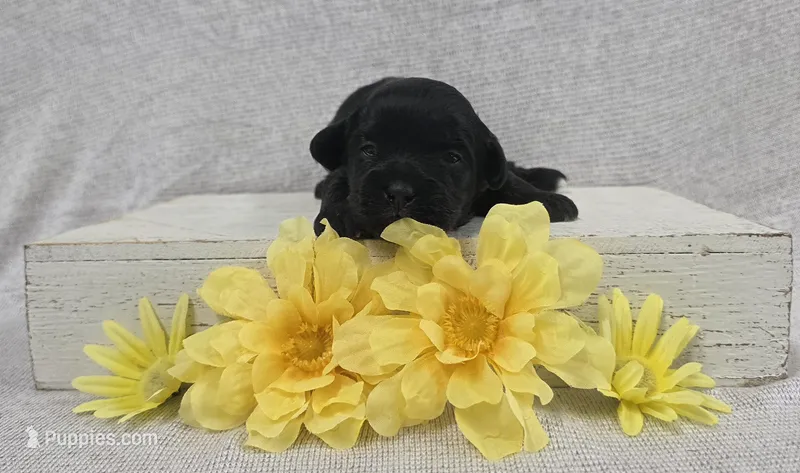 Buddy – Shih Tzu, Poodle - Miniature  puppy for sale in Chillicothe, MO