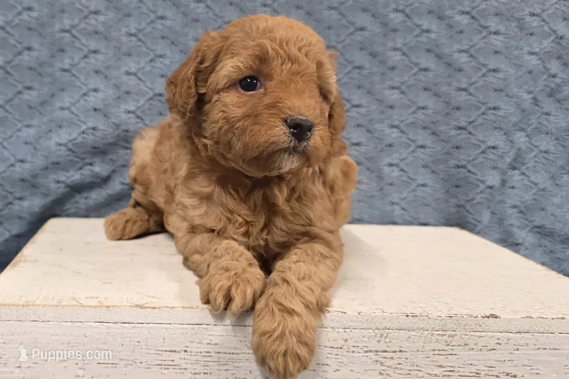 Willow – Poodle - Miniature  puppy for sale in Chillicothe, MO