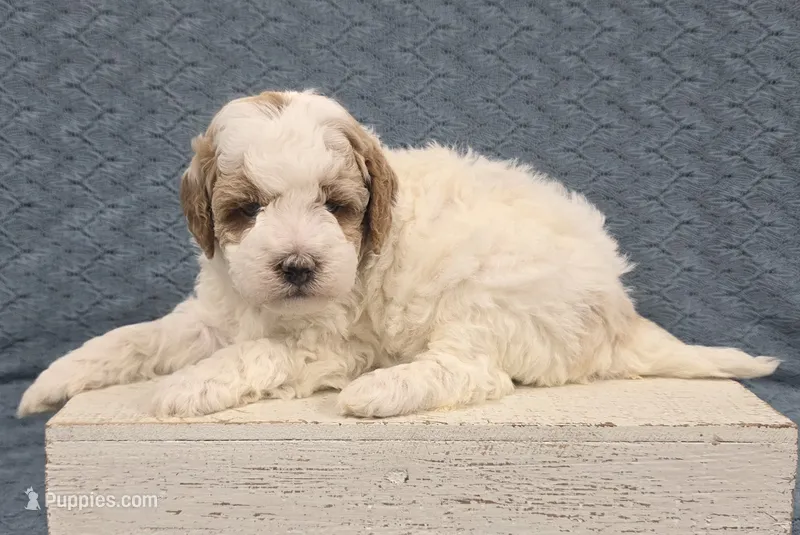 Max – Poodle - Miniature  puppy for sale in Chillicothe, MO