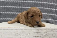 Willow, a female Poodle - Miniature  for sale in Chillicothe, MO – 6 of 6