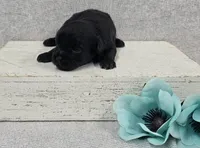 Bear, a male Shih Tzu and Poodle - Miniature  for sale in Chillicothe, MO – 2 of 5