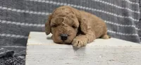 Buttercup, a female Poodle - Miniature  for sale in Chillicothe, MO – 6 of 6