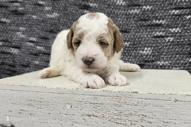 Max – Poodle - Miniature  puppy for sale in Chillicothe, MO