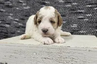 Max, a male Poodle - Miniature  for sale in Chillicothe, MO – 1 of 6