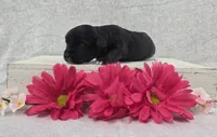 Betsy, a female Shih Tzu and Poodle - Miniature  for sale in Chillicothe, MO – 3 of 5