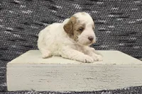 Max, a male Poodle - Miniature  for sale in Chillicothe, MO – 4 of 6