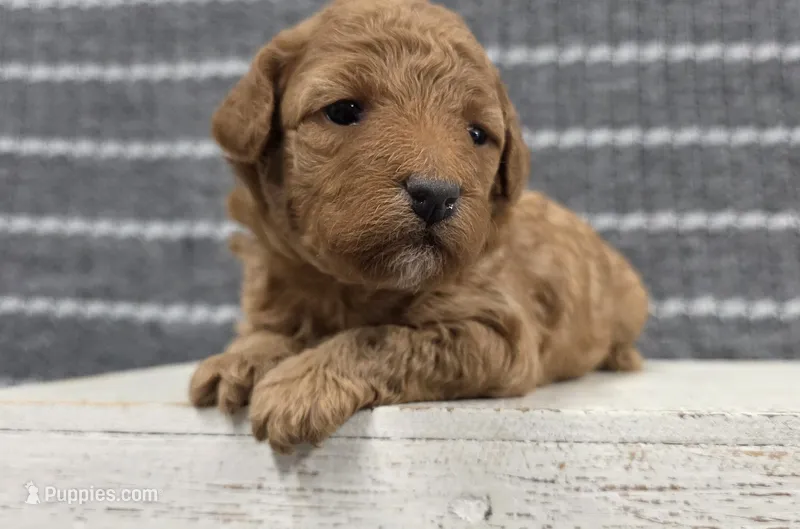 Willow – Poodle - Miniature  puppy for sale in Chillicothe, MO