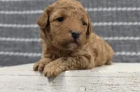 Willow, a female Poodle - Miniature  for sale in Chillicothe, MO – 1 of 6