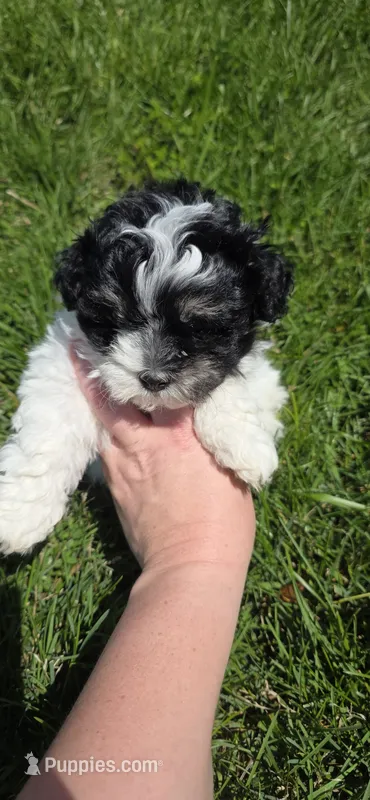 Chloe – Lhasa Apso, Shih Tzu puppy for sale in Chillicothe, MO