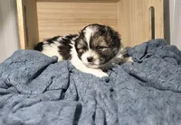 Chad, a male Lhasa Apso and Shih Tzu for sale in Chillicothe, MO – 4 of 6