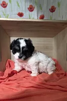 Chloe, a female Lhasa Apso and Shih Tzu for sale in Chillicothe, MO – 4 of 6