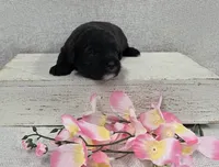Blossom, a female Shih Tzu and Poodle - Miniature  for sale in Chillicothe, MO – 4 of 5