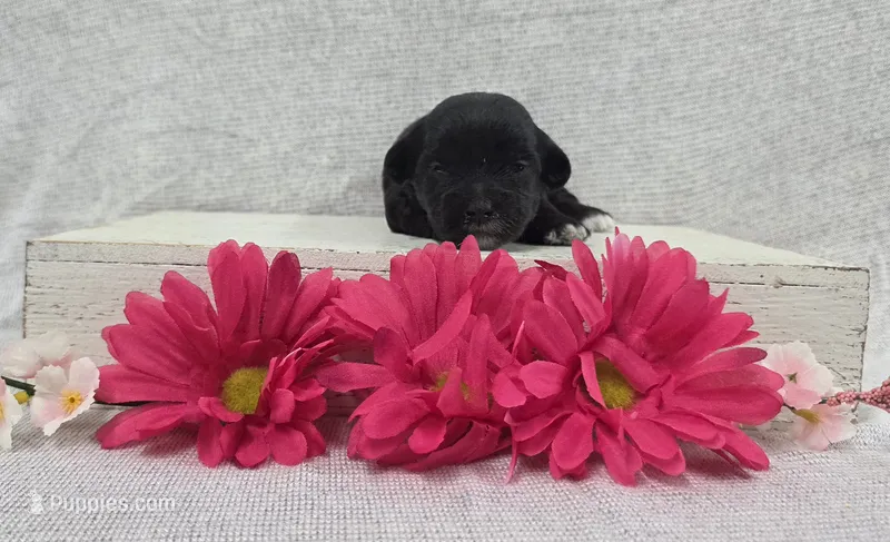 Betsy – Shih Tzu, Poodle - Miniature  puppy for sale in Chillicothe, MO