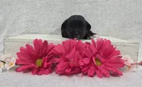 Betsy, a female Shih Tzu and Poodle - Miniature  for sale in Chillicothe, MO – 1 of 5