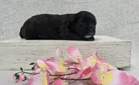 Blossom, a female Shih Tzu and Poodle - Miniature  for sale in Chillicothe, MO – 2 of 5