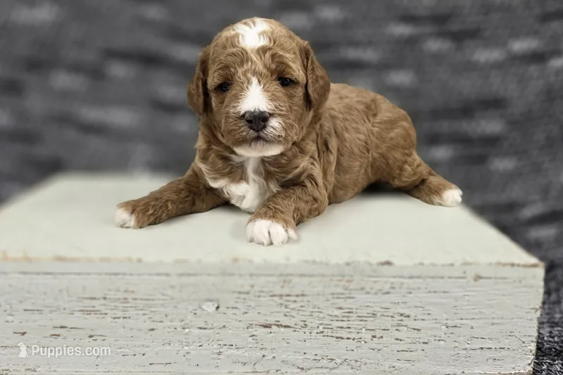 Cooper  – Poodle - Miniature  puppy for sale in Chillicothe, MO
