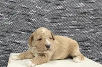 Teddy, a male Poodle - Miniature  for sale in Chillicothe, MO – 5 of 7