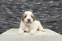 Max, a male Poodle - Miniature  for sale in Chillicothe, MO – 2 of 6