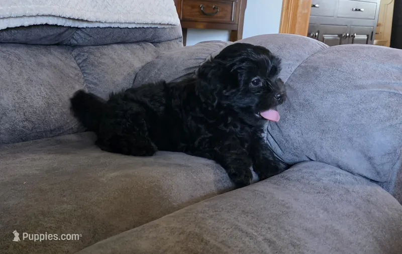 Buddy – Shihpoo puppy for sale in Chillicothe, MO