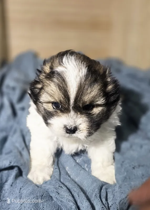 Chad – Lhasa Apso, Shih Tzu puppy for sale in Chillicothe, MO