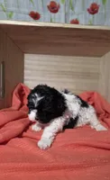 Charlie, a male Lhasa Apso and Shih Tzu for sale in Chillicothe, MO – 5 of 6