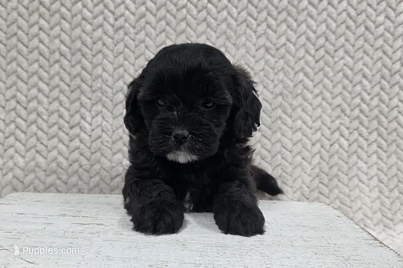 Blossom – Shihpoo puppy for sale in Chillicothe, MO