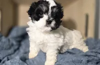 Chloe, a female Lhasa Apso and Shih Tzu for sale in Chillicothe, MO – 3 of 6