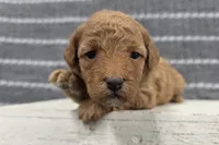 Willow, a female Poodle - Miniature  for sale in Chillicothe, MO – 2 of 6