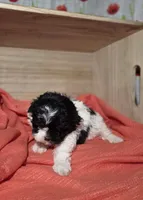 Charlie, a male Lhasa Apso and Shih Tzu for sale in Chillicothe, MO – 4 of 6