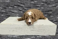 Cooper , a male Poodle - Miniature  for sale in Chillicothe, MO – 6 of 6