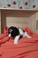 Charlie, a male Lhasa Apso and Shih Tzu for sale in Chillicothe, MO – 6 of 6