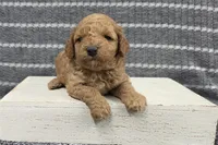 Buttercup, a female Poodle - Miniature  for sale in Chillicothe, MO – 3 of 6