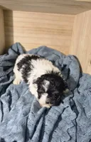 Charlie, a male Lhasa Apso and Shih Tzu for sale in Chillicothe, MO – 2 of 6