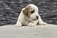 Max, a male Poodle - Miniature  for sale in Chillicothe, MO – 6 of 6