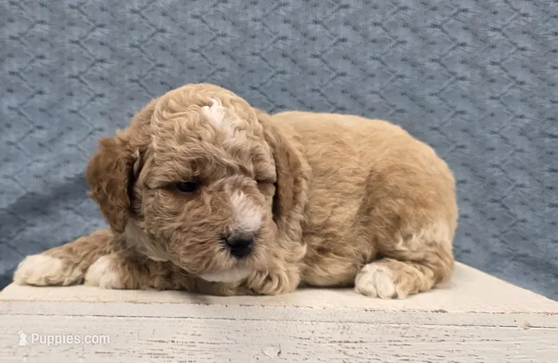Teddy – Poodle - Miniature  puppy for sale in Chillicothe, MO