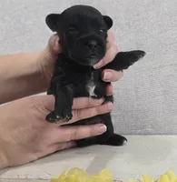 Buddy, a male Shih Tzu and Poodle - Miniature  for sale in Chillicothe, MO – 5 of 5