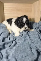 Chester, a male Lhasa Apso and Shih Tzu for sale in Chillicothe, MO – 6 of 6
