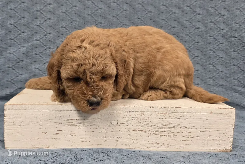 Buttercup – Poodle - Miniature  puppy for sale in Chillicothe, MO