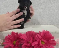 Betsy, a female Shih Tzu and Poodle - Miniature  for sale in Chillicothe, MO – 4 of 5