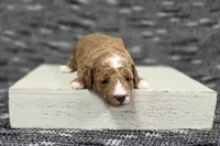 Cooper , a male Poodle - Miniature  for sale in Chillicothe, MO – 5 of 6