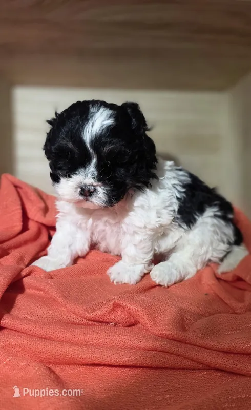 Chester – Lhasa Apso, Shih Tzu puppy for sale in Chillicothe, MO
