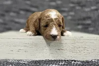 Cooper , a male Poodle - Miniature  for sale in Chillicothe, MO – 2 of 6