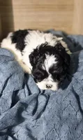 Chester, a male Lhasa Apso and Shih Tzu for sale in Chillicothe, MO – 4 of 6