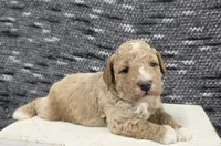 Teddy, a male Poodle - Miniature  for sale in Chillicothe, MO – 4 of 7