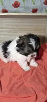 Chad, a male Lhasa Apso and Shih Tzu for sale in Chillicothe, MO – 6 of 6