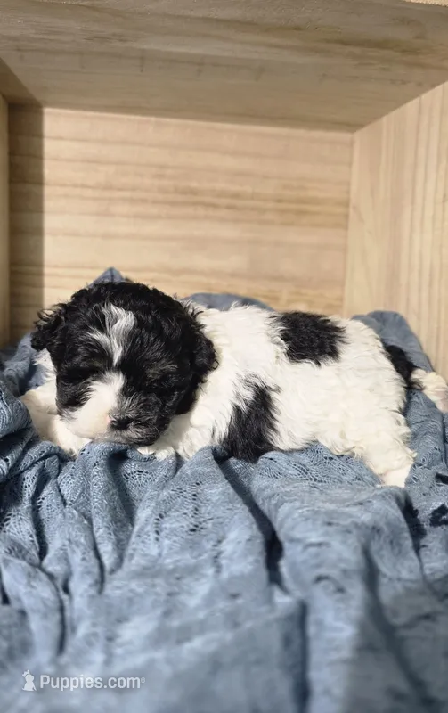 Charlie – Lhasa Apso, Shih Tzu puppy for sale in Chillicothe, MO