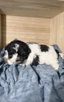 Charlie, a male Lhasa Apso and Shih Tzu for sale in Chillicothe, MO – 1 of 6
