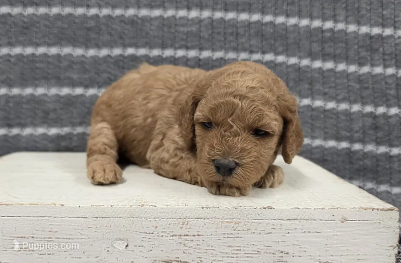 Buttercup – Poodle - Miniature  puppy for sale in Chillicothe, MO