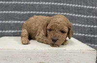 Buttercup, a female Poodle - Miniature  for sale in Chillicothe, MO – 1 of 6